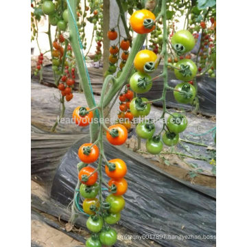 TY03 Huangjin f1 hybrid round yellow cherry tomato seeds greenhouse planting